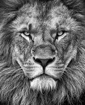 Steve B Graphics Graphic Design